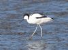 Avocet