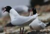 Mediterranean Gull