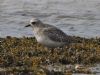 Grey Plover