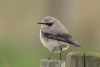 Wheatear