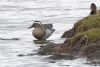 Garganey