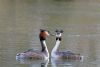 Great Crested Grebe