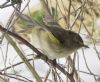 Chiffchaff