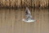 Spotted Redshank