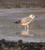 Yellow-legged Gull