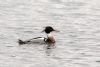 Red-breasted Merganser