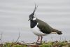 Lapwing