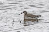 Spotted Redshank