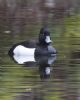 Tufted Duck