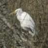 Great White Egret