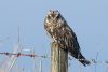 Short-eared Owl