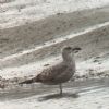 Yellow-legged Gull