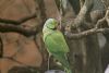 Ring-necked Parakeet