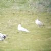 Iceland Gull