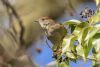 Blackcap