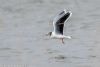 Little Gull