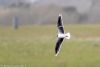 Little Gull