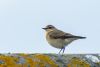 Wheatear