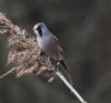 Bearded Tit