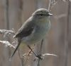 Chiffchaff