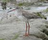 Spotted Redshank