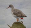 Redshank