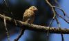 Tree Pipit