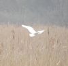 Great White Egret