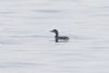 Great Northern Diver