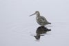 Spotted Redshank