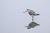 Greenshank