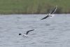 Little Gull