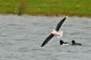 Little Gull