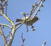 Willow Warbler