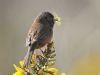 Dartford Warbler