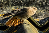 Black Redstart