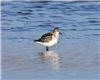 Little Stint