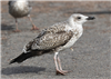 Yellow-legged Gull