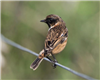 Stonechat