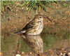 Meadow Pipit