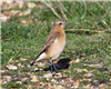 Wheatear