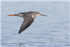 Spotted Redshank