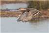 Pintail