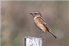 Stonechat