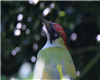 Green Woodpecker