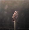 Short-eared Owl