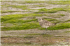 Grey Plover