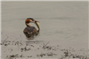 Great Crested Grebe