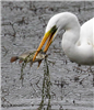 Great White Egret