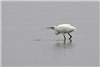 Spoonbill